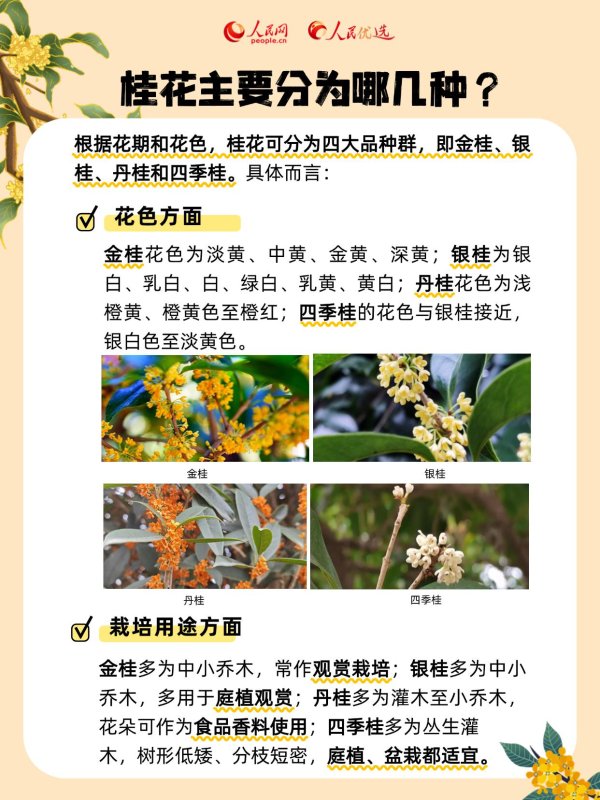 美牛股 秋风起桂花香, 一起邂逅“桂花味”的秋天